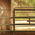 Dusty Stable Horse